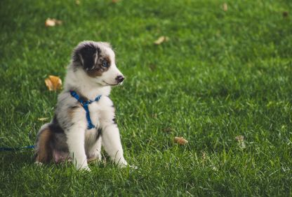 best-puppy-food-for-your-small-friend